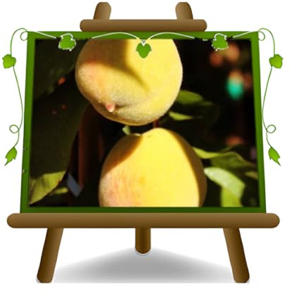 EURO PLANTS VIVAI Pesco Pesche Percoche Baby Gold 6 - Pianta da Frutto Antico su Vaso ø 24/26 cm - Altezza 170~200 cm -Età 4 Anni