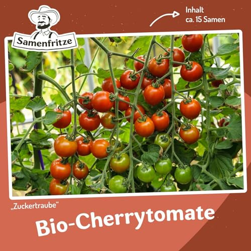 Zuckertraube Bio-Tomatensamen