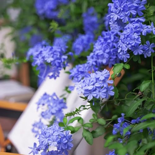 Plumbago AuriculataSamen, balkonpflanzen winterhart Bleiwurz Ceratostigma plumbaginoides, winterharte für garten exotische 50pcs