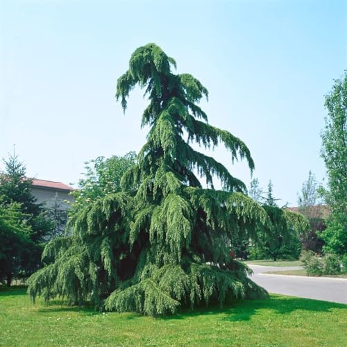 Himalaya-Zeder Cedrus deodara Pendula 60-80 cm Solitär, immergrün | Malerisch überhängender Wuchs, sonniger Standort, dekorativer Blickfang, pflegeleicht, ideal als Einzelpflanze