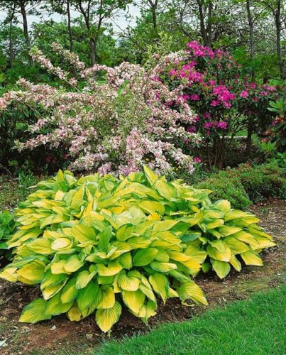 Hosta x fortunei 'Gold Standard' 11 cm Topf – Winterhart, Mehrjährig, Pflegeleicht – Funkie – Staude für Schattenbeet & Unterpflanzung