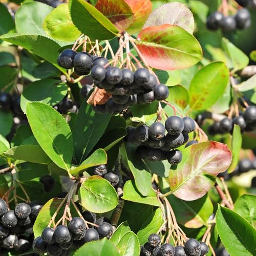 aronia esterno decorazione balcone esotiche resistenti in vaso 150semi