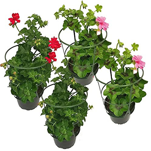 Pack de Cuatro Geranios Hiedra o Pelargonium Peltatum Plantas con Flor de Exterior