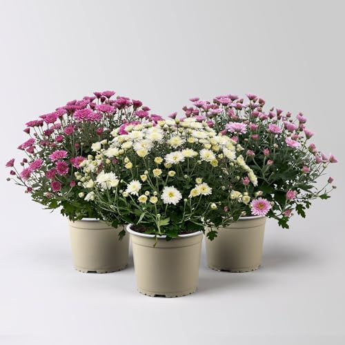 Chrysanthemen, lila-rosa-weiß, Topf-Ø 19 cm, 3 Pflanzen