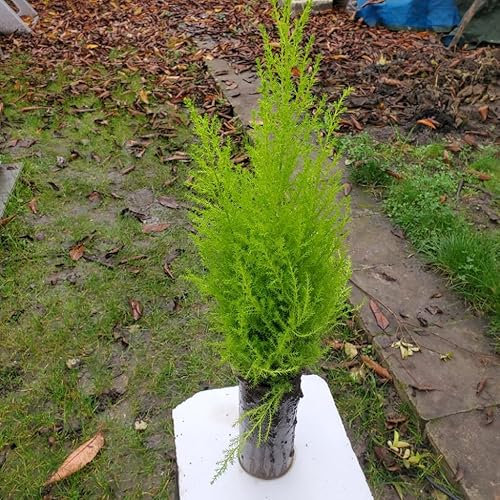 cupressus macrocarpa / Cipresso di Lambert