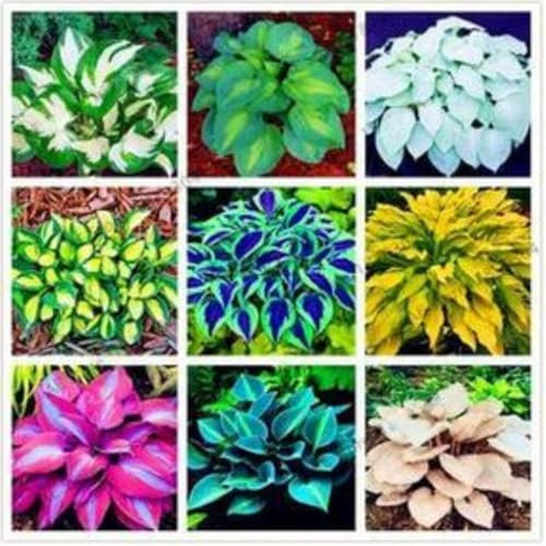 Hostas Bulbs for Planting UK Strong Plants That Grow Well Golden Jade Carving Feels Beautiful Now Mixed Garden Crop for Planting Now Greening Cut Flowers Good for Containers-4Bulbs-greenJ