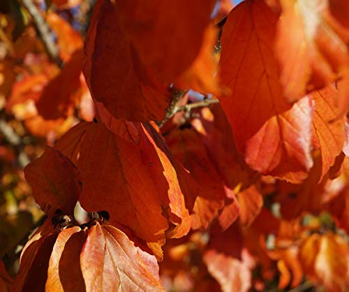Eisenholzbaum, Parrotia persica, 60-80cm, im Topf