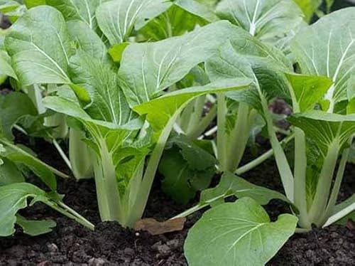 Pak Choi Seeds, 500 Seeds, Pak Choi Seeds to Grow in Your Home Garden, COOL BEANS n SPROUTS