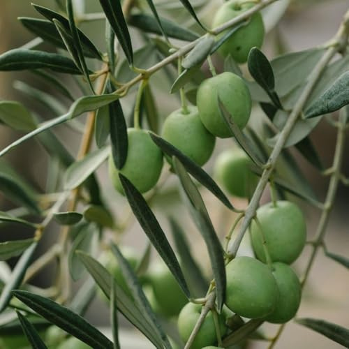 PIANTA DI ULIVO Compatible with BELLA DI SPAGNA *da mensa* in vaso 20/fitocella - età 2/3 anni
