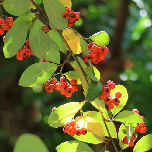 Semillas de cotoneaster para cubrir el suelo. semillas de para invitados Cotoneaster dammeri, exóticas regalos para jardineros raras cobertura del 200pcs