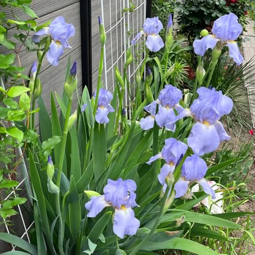 Bulbos de iris, regalos de jardin del balcon comprar bulbos de bulbo de balcón 6pcs