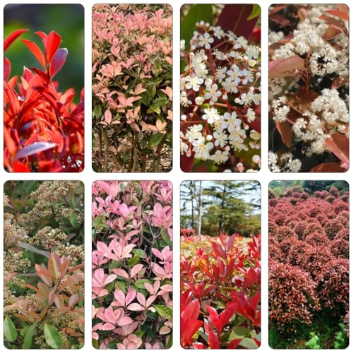 semillas Photinia red robin bonsái prado de silvestres, siembra de otoño, perenne decoración jardín cortadas decorativas 700pcs