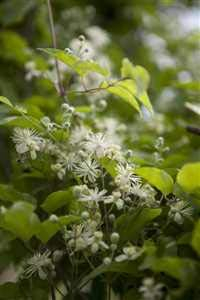 Clematis viticella 60–100 cm – Winterhart, Mehrjährig, Pflegeleicht – Waldrebe – Kletterpflanze für Pergola & Rankhilfe