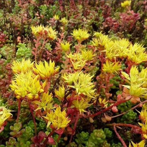 6x Orpin de l'Oregon – Sedum oreganum – Godet 9x9cm | Feuillage persistant, fleurs jaunes