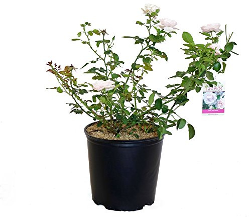 Rosa 'New Dawn' (Climbing Rose) Rose, double blush pink flowers, #3 - Size Container