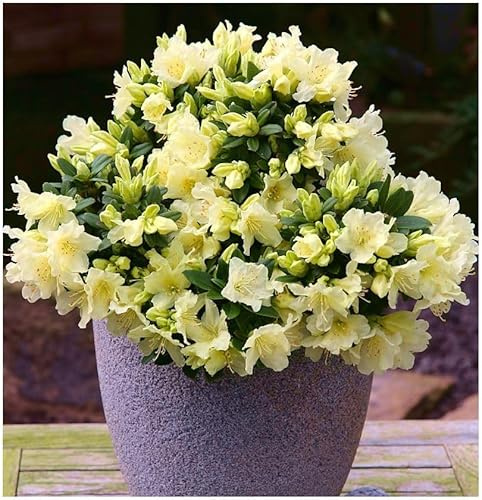 GrowOn Shrubs [x3] Dwarf Rhododendron Japonica 'Patty Bee' | Multi-Pack | Evergreen Shrubs | Outdoor Garden Ready Plants | Spring Flowering | Yellow Flowers