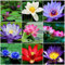 Graines de Fleur de Lotus en Bol – Graines de Lotus Colorées pour Culture en Eau, Jardin, Bassin et Décoration d’Intérieur (10Multicolore)