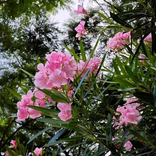 oleander, blühende winterhart garten steingartenpflanzen seltene gartenpflanzen wildblumensamen 25samen