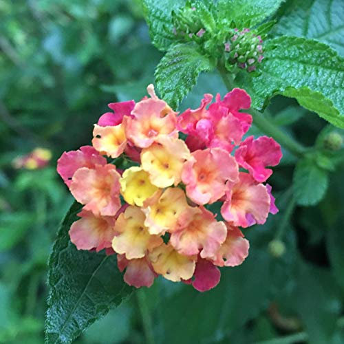 Buddleja Globosa, 30 piezas/Borsa Semi Di Fiori Arbusto Semi Di Buddleja Globosa Dai Colori Vivaci Gialli Vivaci Per Piantare Seme