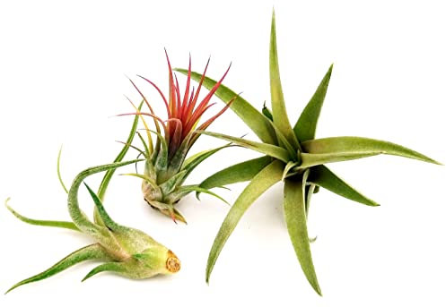 POWERS TO FLOWERS - TILLANDSIA DELL'ARIA, Set 3 Pezzi, Tillandsie, Pianta da Interno, Pianta Vera