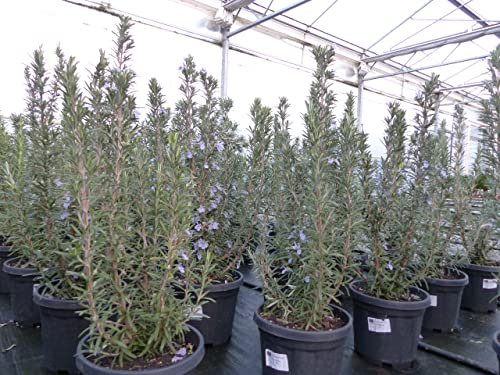 gruenwaren jakubik Rosmarin Rosmarin Officinalis 50-60 cm Höhe, XL Busch Ø 20-30 cm, stehend, winterhart Kräuter