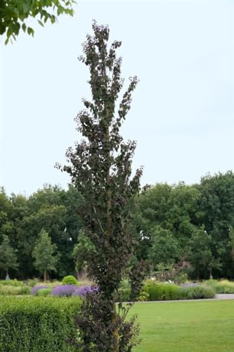 Katsurabaum Cercidiphyllum japonicum Rotfuchs 150-175 cm winterhart