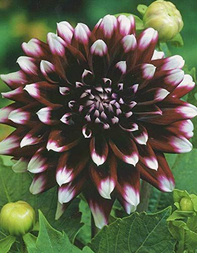Schmuck Dahlie großblumig Mystery Day Knolle Blumenzwiebeln (1)