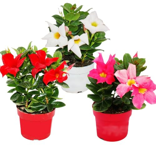 Dipladenia Chilenischer Jasmin 10cm Topf Set mit 3 Pflanzen Farb-Mix