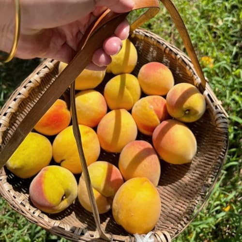 Semillas resistentes de melocotonero,semillas de melocotón,jardín decorativo,fácil de plantar fruta columnar resistente 10pcs