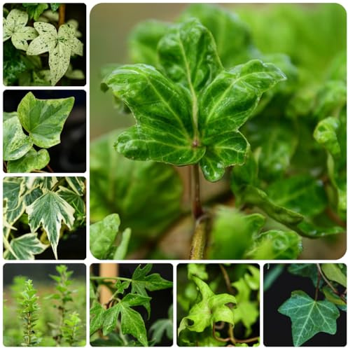 efeu zimmerpflanze luftreinigende zimmerpflanzen Ivy Vines geschenke für gartenfreunde kletterpflanzen winterhart, deko wohnzimmer, hängepflanze winterharte 125samen