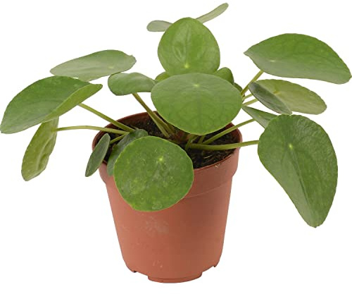 DECOALIVE Planta del Dinero China Planta de la Suerte Pilea Peperomioides, 8435712004886