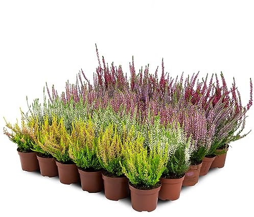 Bruyère Calluna Vulgaris Plante en pot / conteneur – Résistant au froid – Mélange de couleurs (30 pièces/5 couleurs)