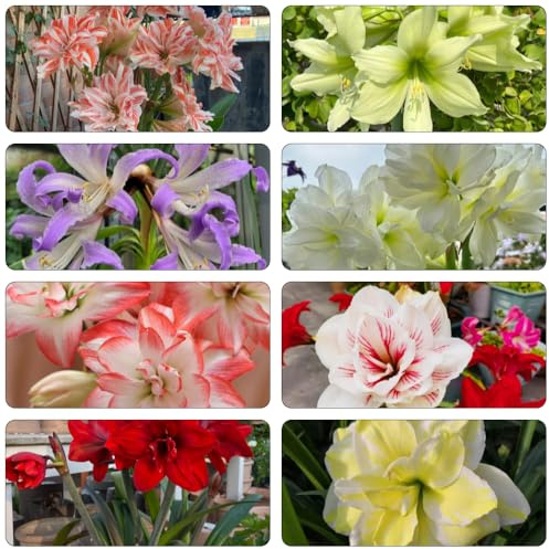 amaryllis hippeastrum - 6zwiebeln Gartenbepflanzung