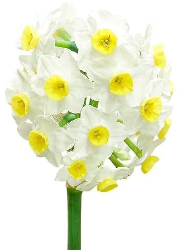 Narzissenzwiebeln 20 x 'Avalanche' - The Bulb Farmers - Fruhjahr - in den Niederlanden gezuchtet - Narzissen Zwiebeln - Blumenzwiebeln