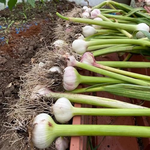 KnoblauchSamen, alte sorten pflanzknoblauch kaufen gemüsesamen bio gartensamen exotische 200pcs