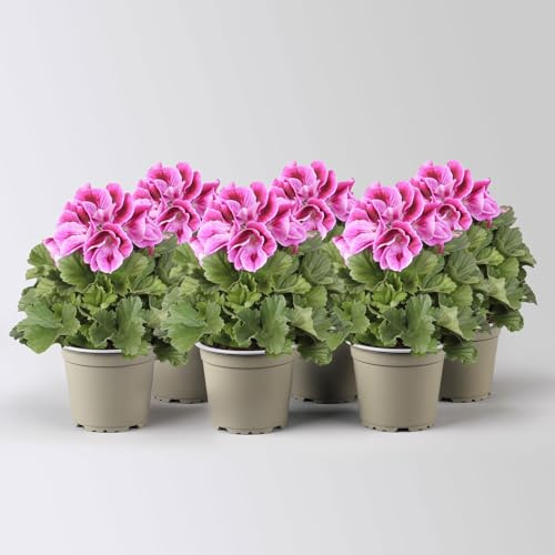 Edelgeranie Bella Donna® 'Don Mario®', lila, Topf-Ø 12 cm, 6 Pflanzen