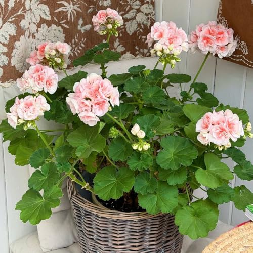semi di geranio, balcone con interna giardino giardino rara rampicante decorative roccioso in vaso rampicanti 50pcs