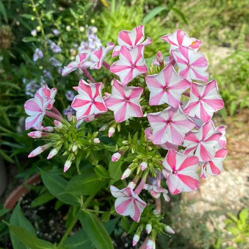 flox - ornamentali per zone soleggiate semi di phlox decorazione organica per balcone balcone in vaso Decorazioni giardino esterni, 750semi