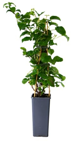 mgc24 Kletterpflanze Sichtschutz Heckenpflanze Rankpflanze Hydrangea Anomale Petiolaris, Kletterhortensie im 2l-Container 1 Pflanze