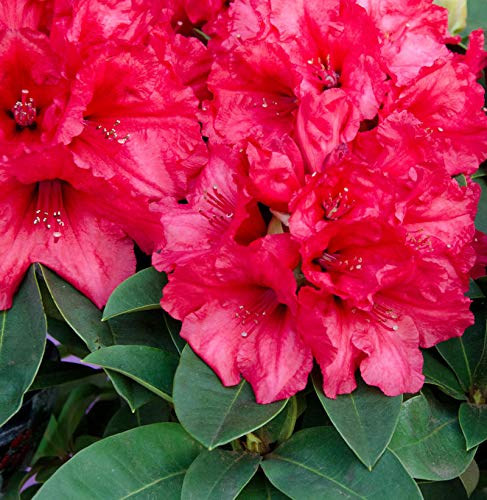 INKARHO - Großblumige Rhododendron Weinlese 60-70cm - Alpenrose - lebende Gartenpflanze aus den Baumschulen