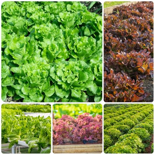 semi di lattuga che raccolgono la lattuga aiuole rialzate per giardino, orto invernale esotiche resistenti 200pcs