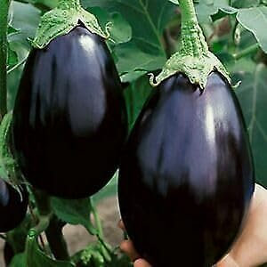 Buy4seeds Aubergine - Egg Plant - Black Beauty 70 Seeds - Organic Easy to Grow Garden Yard Patio