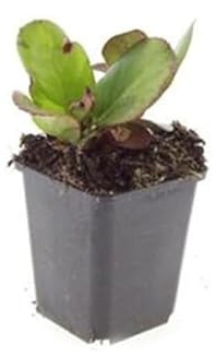 Bodendecker - Staude - Bergenie - Bergenia cordifolia 'Herbstblüte' - 9cm Topf - Set mit 20 Pflanzen