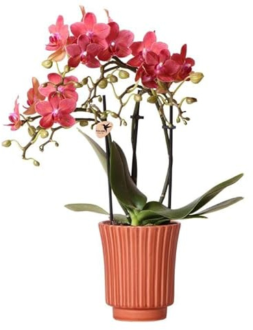 Kolibri Orquídeas | Orquídea Phalaenopsis Roja – Congo + Terracota Retro – tamaño de maceta Ø9cm – 40cm de alto | planta de interior que florece en maceta - fresca del cultivador