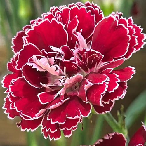 Nelkensamen balkonpflanzen winterhart mehrjährig indoor garten pflanzensamen bonsai topf wildblumen balkonblumen schmetterlingsflieder gartensamen schnittblumen blumenwiese 600samen