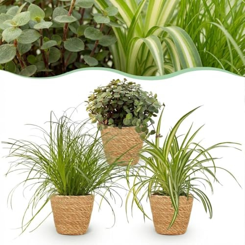 Cyperus - Calissia - Chlorophytum - Mélange de 3 - Plantes pour animaux de compagnie - Vert - 3 Plantes - avec Panier - 20cm - Ø12cm - Plante d'intérieur - Ensemble complet - Plante avec pot