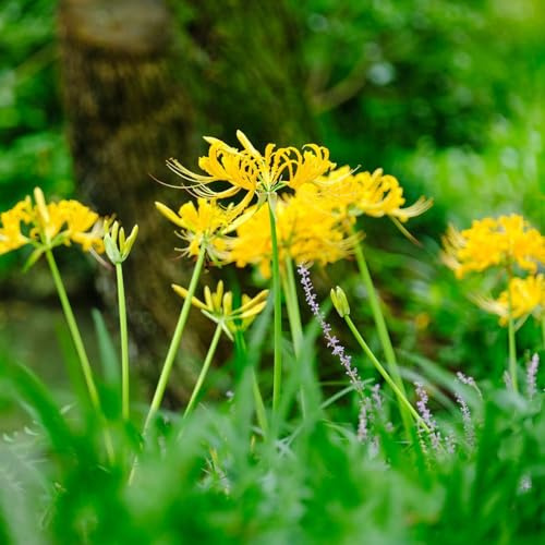 Giglio ragno - lycoris radiata - di sangue in vaso decorazioni da giardino per esterni da appartamento forniture giardino Coltivare sul 14bulbi
