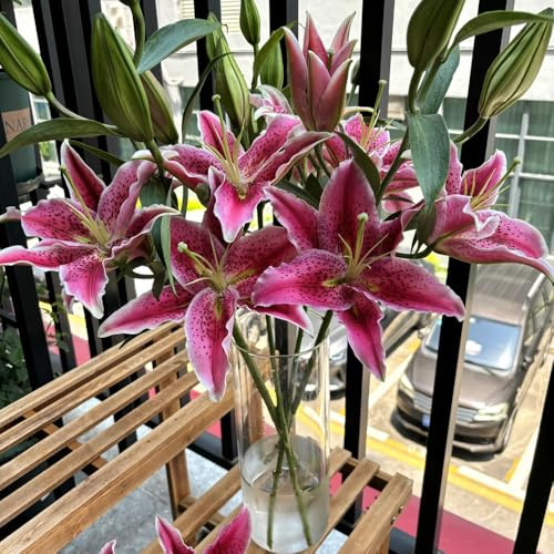 Lilien, blumenzwiebeln mehrjährig winterhart exotische winterharte für balkon frühlingsblumen 8Zwiebeln