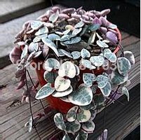 20PCS Ceropegia woodii Semi Fiorisce il giardino raro del giardino del fiore del mondo