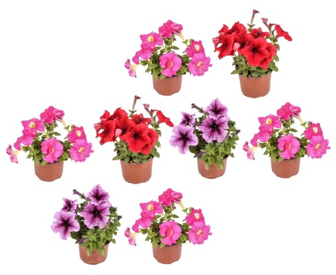 Flores de Petunia Naturales Pack de 8 Plantas para Decorar el Jardín